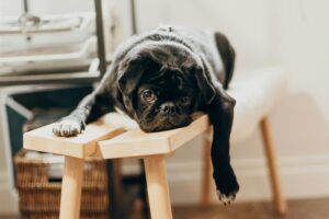 Dog Psychology Says Dogs Who Suddenly Lose Interest in Play Aren’t Necessarily Being Moody – A Behavior Change Is Worth Paying Attention To