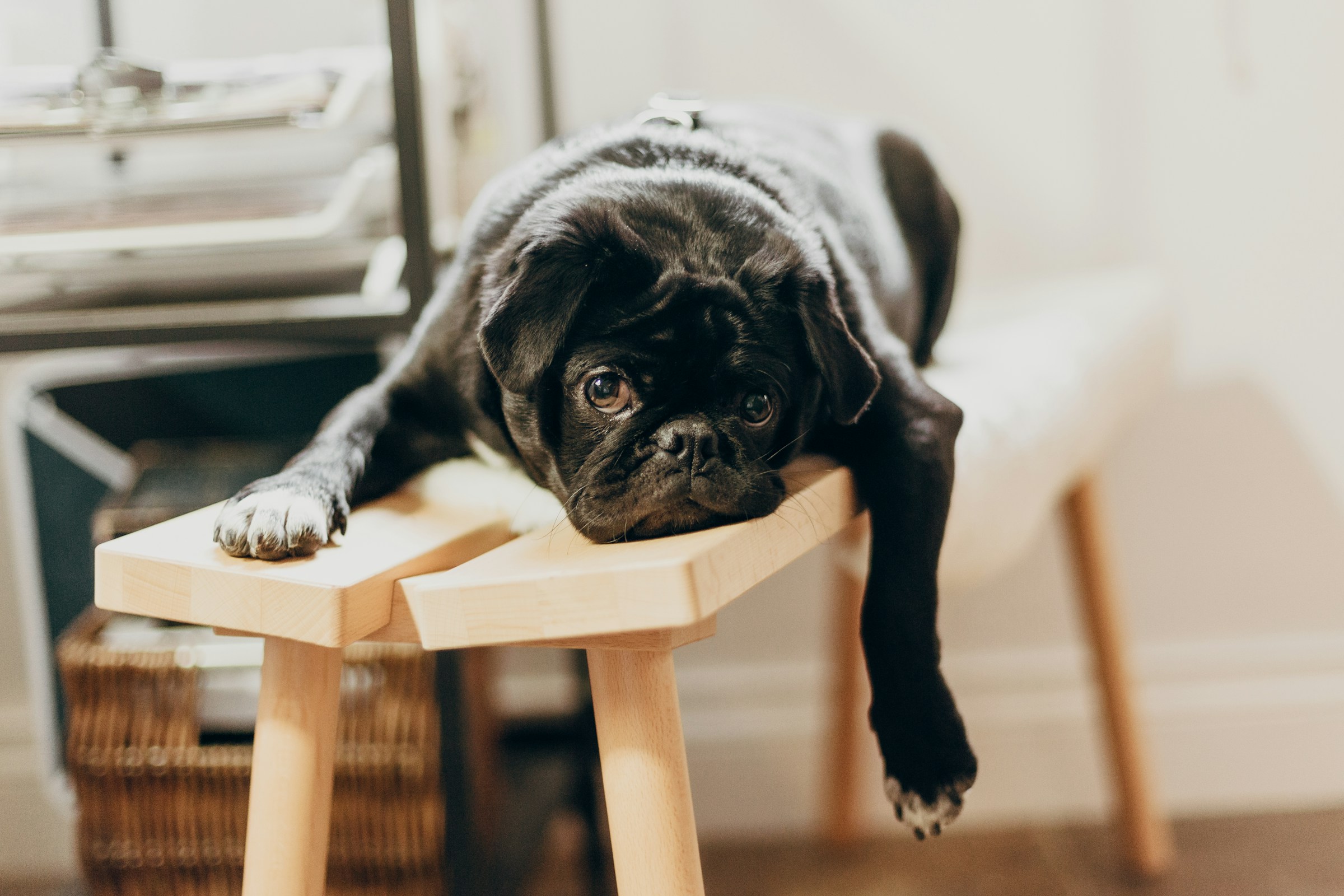 Dog Psychology Says Dogs Who Suddenly Lose Interest in Play Aren’t Necessarily Being Moody – A Behavior Change Is Worth Paying Attention To