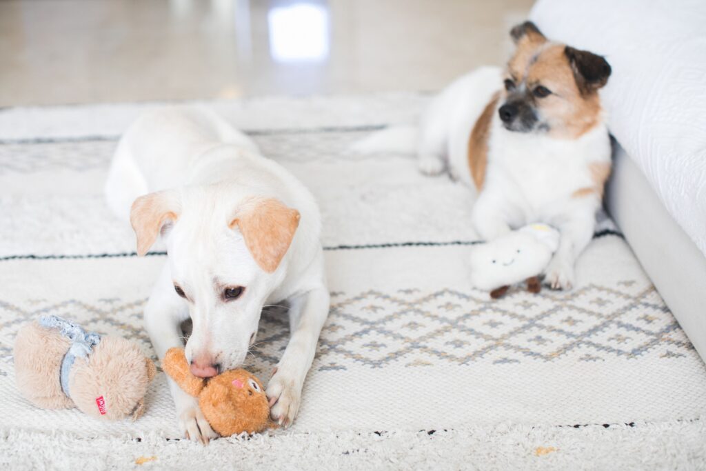 When Your Dog Grabs Their Toy The Moment You Walk in, They're Not Asking You To Play, But Telling You Something That Will Change How You See Them Forever