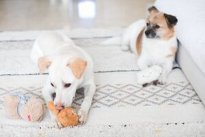 When Your Dog Grabs Their Toy The Moment You Walk in, They're Not Asking You To Play, But Telling You Something That Will Change How You See Them Forever