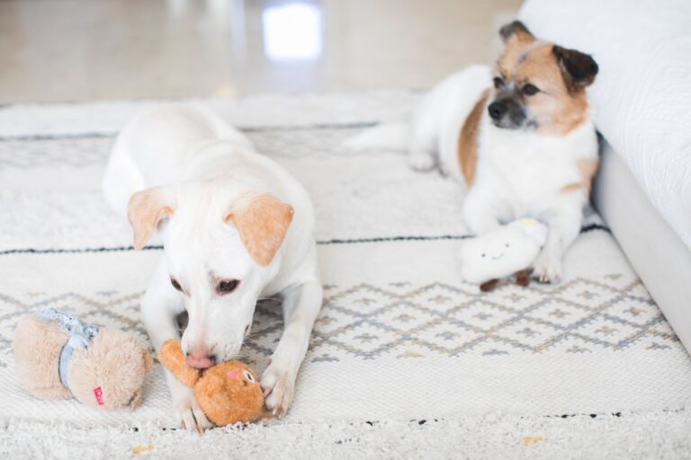 When Your Dog Grabs Their Toy The Moment You Walk in, They're Not Asking You To Play, But Telling You Something That Will Change How You See Them Forever