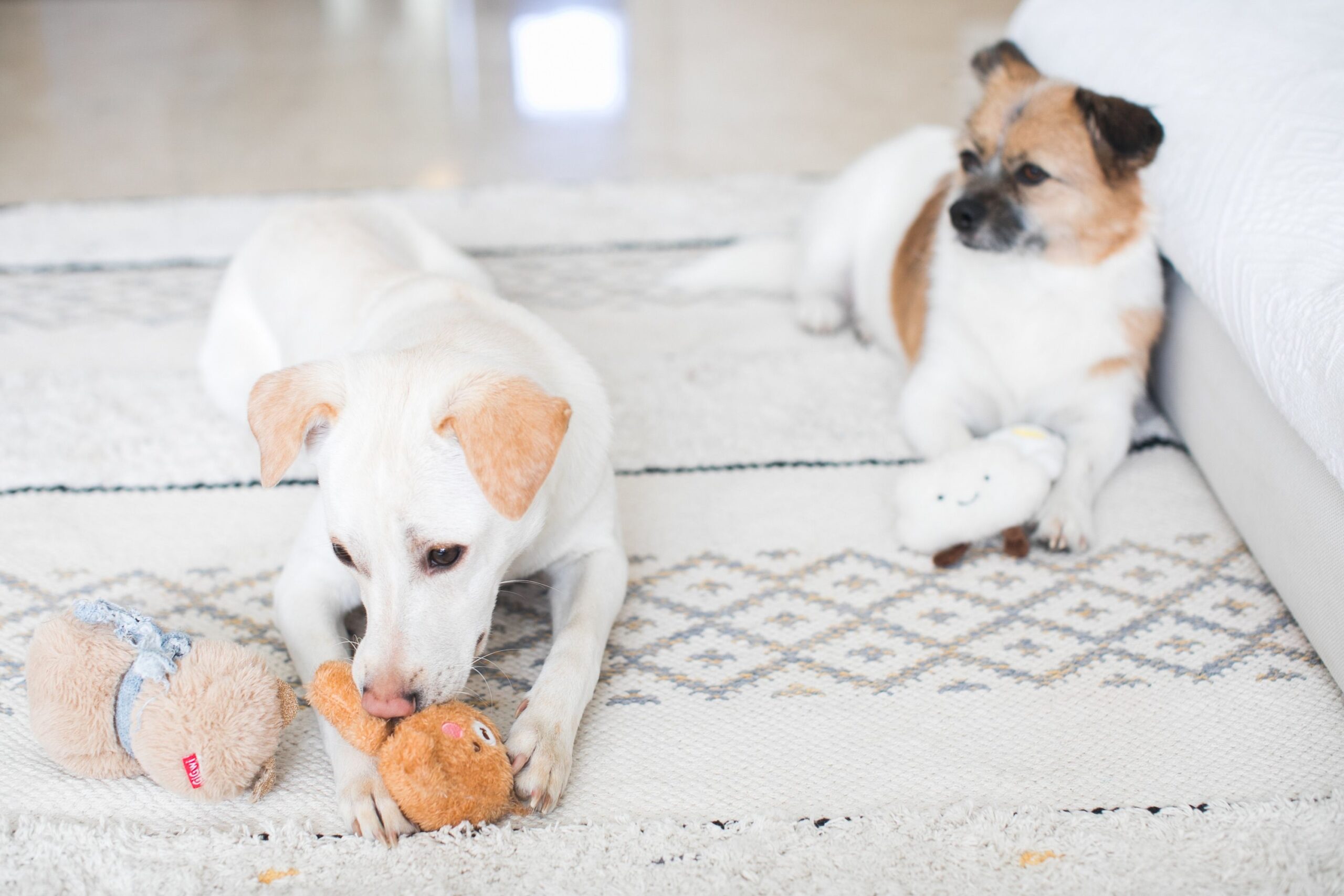 When Your Dog Grabs Their Toy The Moment You Walk in, They're Not Asking You To Play, But Telling You Something That Will Change How You See Them Forever