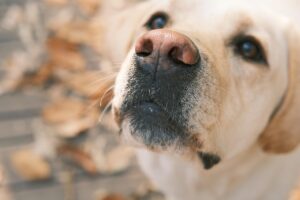 When a Dog Looks At You One Last Time When They Know The End Is Near, It's Not Fear! They Are Memorizing The Face Of The Person Who Was Their Entire World