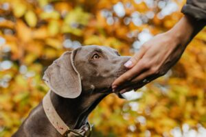 Your Skin is a Living Roadmap That Provides Your Dog Every Bit of Information When He Smells or Licks You