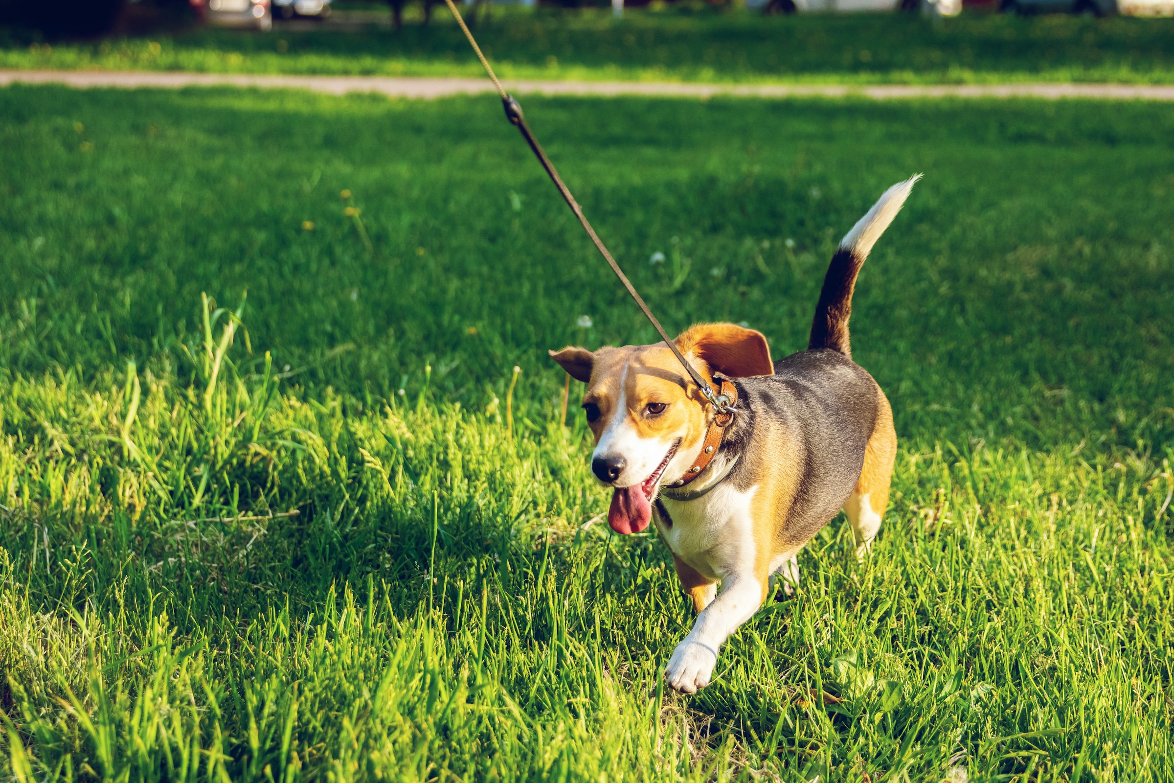 Animal Psychology Says Dogs Can Behave Differently on a Leash Because Restraint Changes How They Can Respond to Social Situations