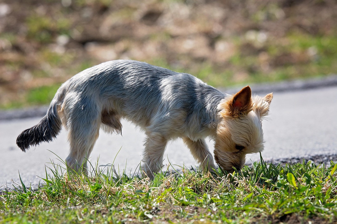 Dog Psychology Says Dogs Who Spend Forever Investigating One Patch of Grass Aren’t Ignoring You – They’re Reading a Scent Story You Cannot Detect
