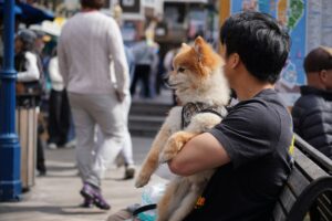Why Your Dog Leans Their Entire Body Against You (It Can Mean More Than Simply Asking for Affection)