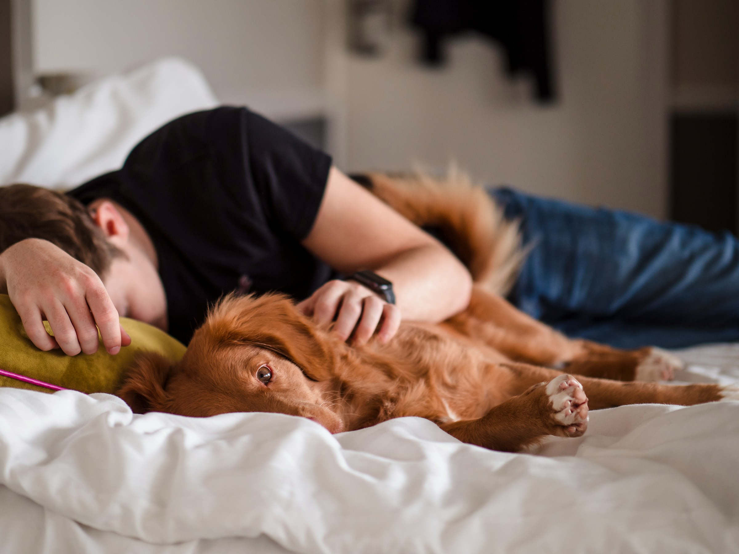 How Much Sleep Does Your Dog Really Need? The Answer Depends on More Than Their Age