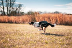 Dog Psychology Says Dogs Who Suddenly Start Zooming Around the House May Be Releasing Built-Up Excitement Rather Than Simply Being Hyperactive