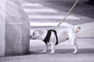 When Your Dog Stops to Sniff Every Few Feet, They’re Not Ruining the Walk – They’re Experiencing a World You Can Barely Detect