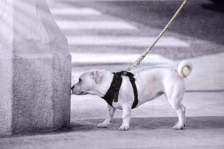 When Your Dog Stops to Sniff Every Few Feet, They’re Not Ruining the Walk – They’re Experiencing a World You Can Barely Detect