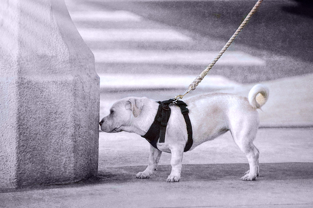 When Your Dog Stops to Sniff Every Few Feet, They’re Not Ruining the Walk – They’re Experiencing a World You Can Barely Detect