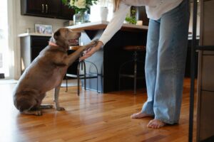 When Your Dog Sleeps With Their Back Toward You, They’re Not Necessarily Ignoring You – Feeling Safe Can Look Surprisingly Unaffectionate