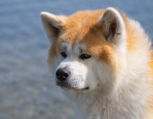 10 Dog Breeds That Adore Their Families but Still Need More Personal Space Than You Might Expect
