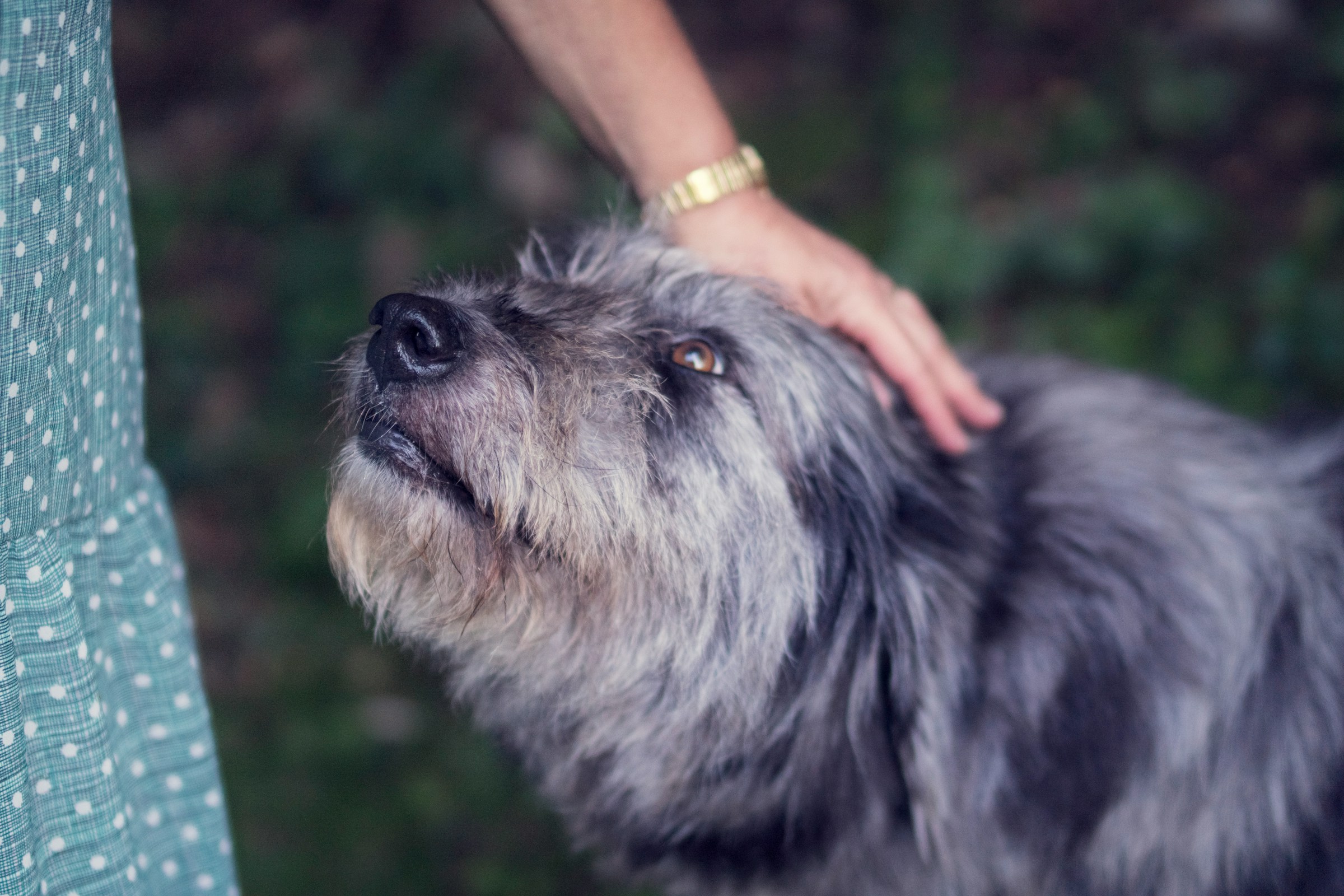 14 Gentle Things Old Dogs Start Doing When the House Finally Grows Quiet