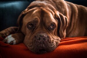 18 Moments With an Old Dog That Owners Only Understand Afterwards