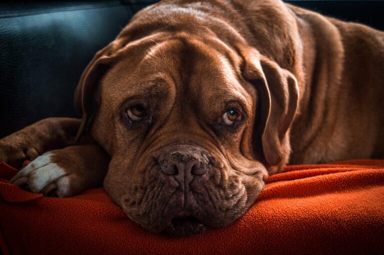 18 Moments With an Old Dog That Owners Only Understand Afterwards