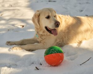 13 Moments From Your Evening Your Dog Carries Into the Next Day
