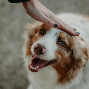 13 Things Vets Notice About How a Dog Greets Its Owner
