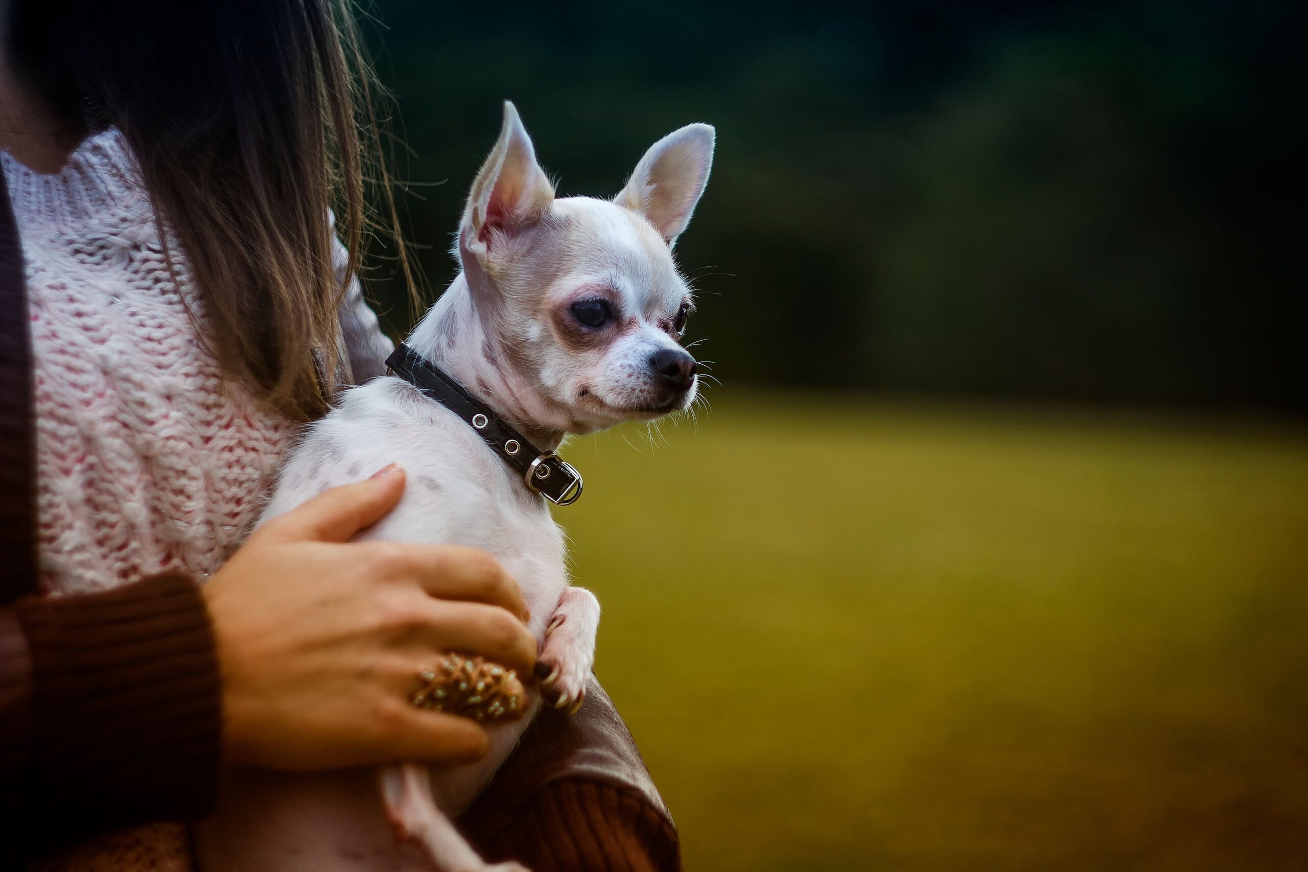14 Things Chihuahua Owners Defend That Everybody Else Quietly Judges