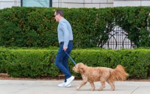 13 Ways an Ageing Dog Quietly Rearranges Its Whole Day Around You