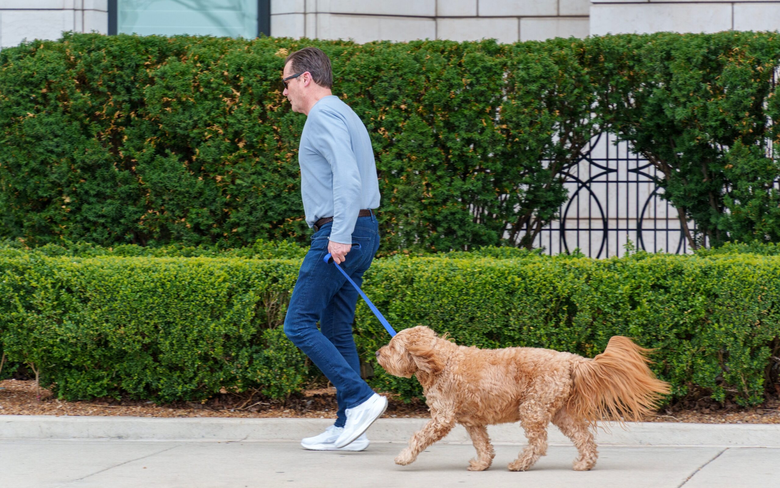 13 Ways an Ageing Dog Quietly Rearranges Its Whole Day Around You