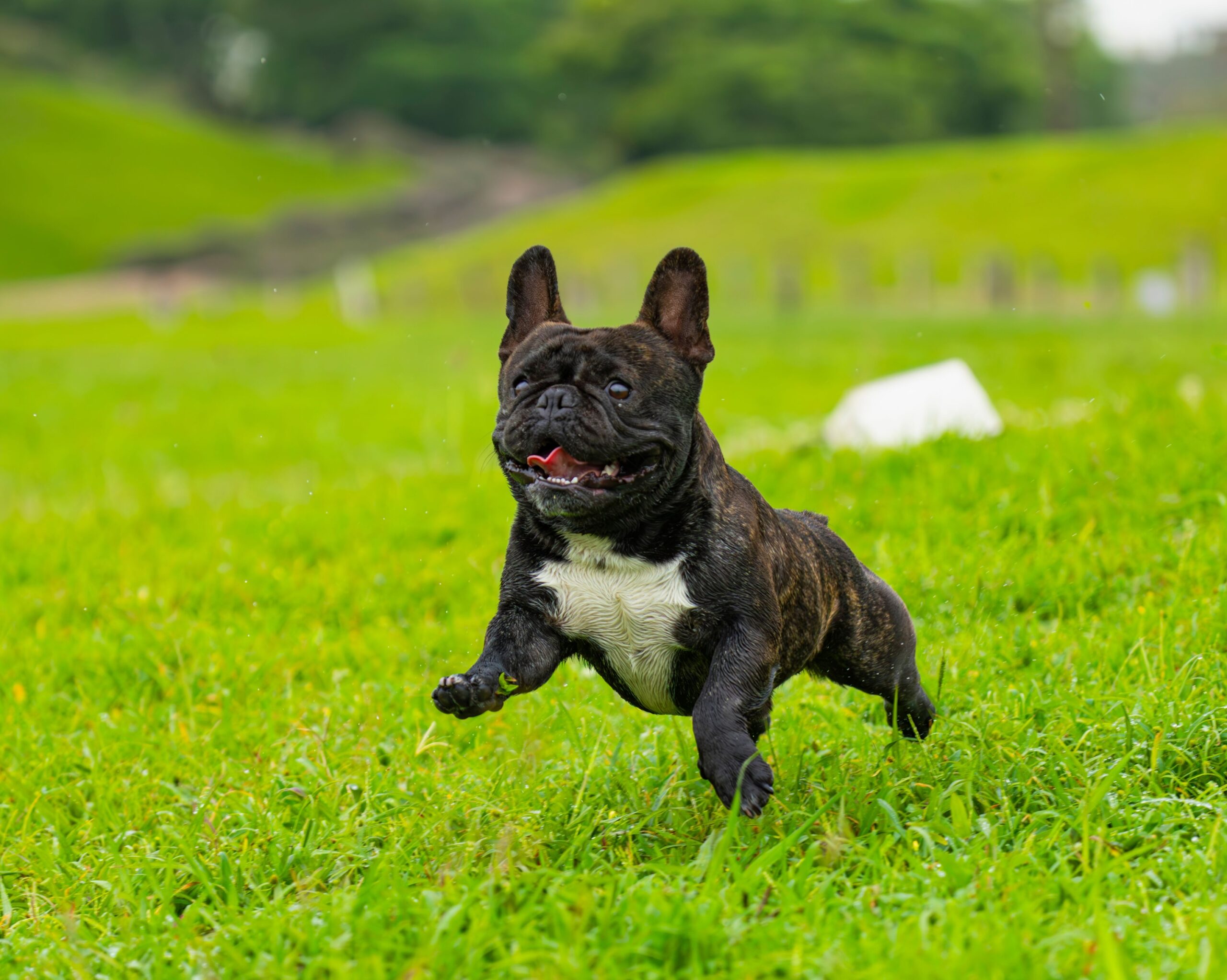 18 Things French Bulldog Owners Accept That Should Not Be Normal
