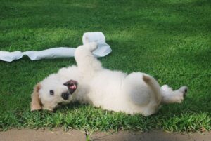 Why Your Dog Scratches the Ground After Going to the Bathroom (It Isn’t Simply About Covering Something Up)