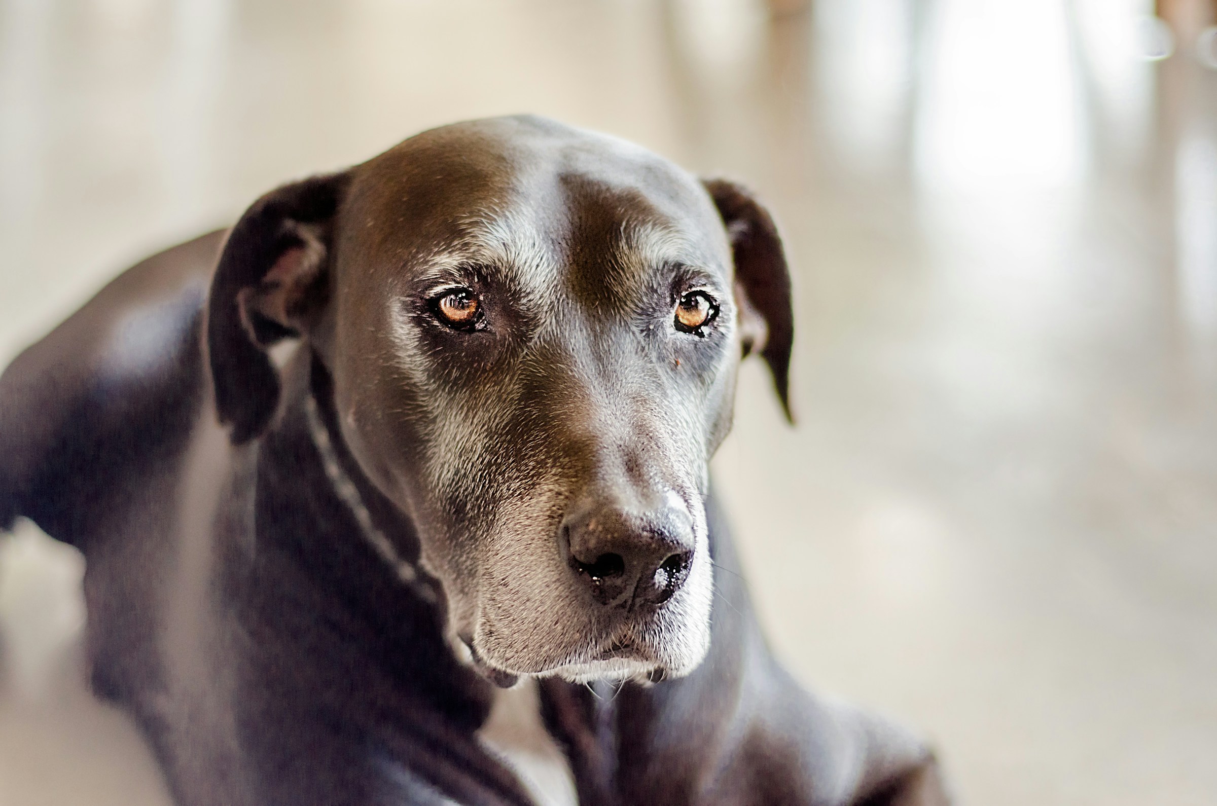 13 Small Mercies That Make an Old Dogs Last Months Genuinely Easier