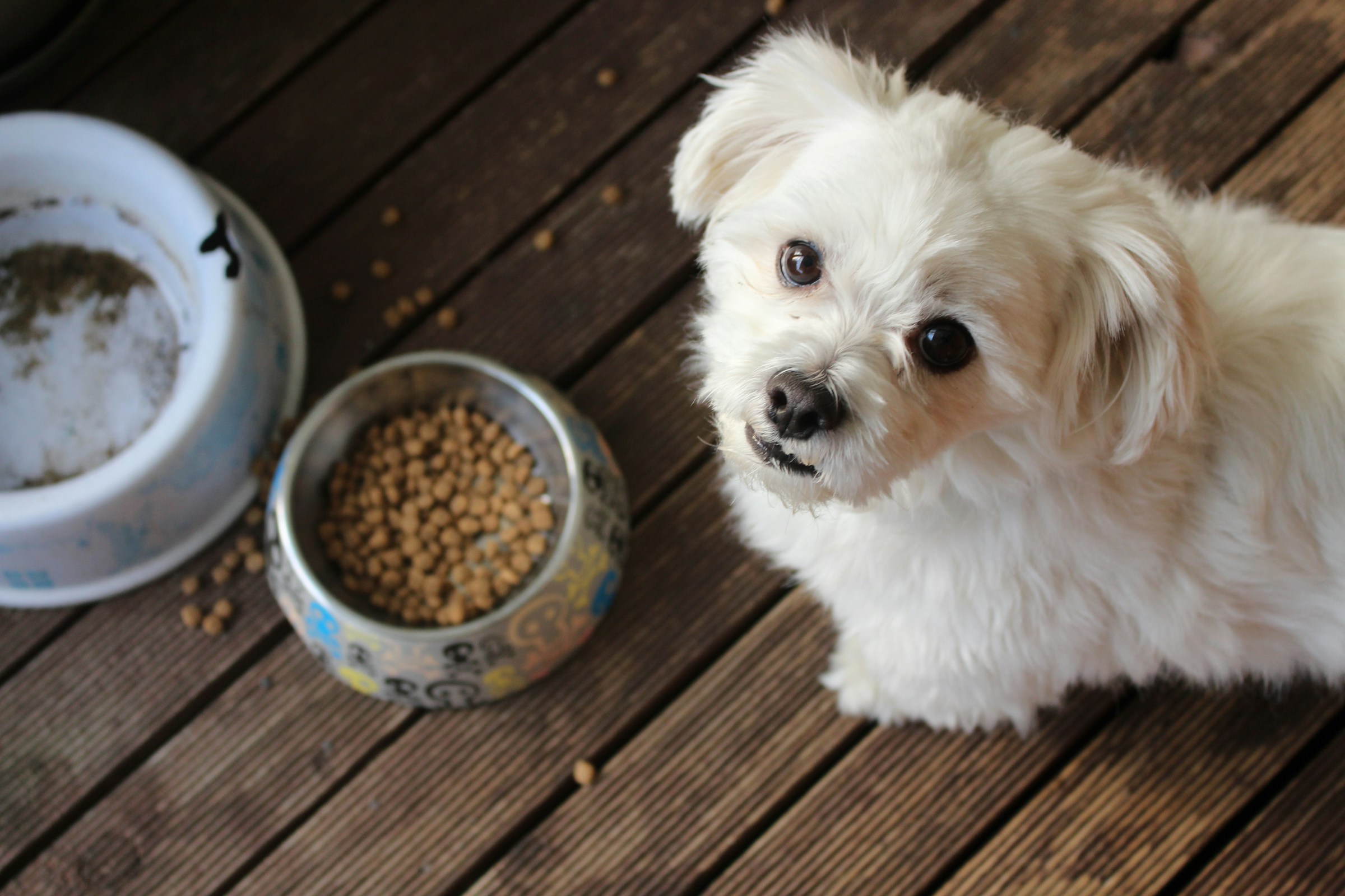 Animal Experts Say Dogs Who Carry Food Away From Their Bowl Aren’t Necessarily Being Fussy – Where They Eat May Matter to Them