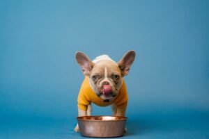 When Your Dog Licks Their Lips Without Food Around, They’re Not Necessarily Hungry – Watch What Is Happening Around Them