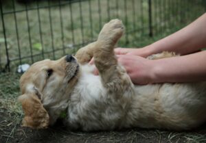 Why Your Dog Suddenly Rolls Onto Their Back (It Doesn’t Always Mean They Want a Belly Rub)