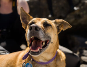 When Your Dog Sneezes in the Middle of Play, They’re Not Necessarily Getting Sick – Context Can Completely Change What It Means