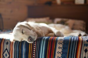 Dogs Who Choose a Different Sleeping Spot Each Night Aren’t Necessarily Becoming Distant – Comfort and Environment Can Shape the Choice