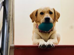 13 Habits Every Labrador Owner Recognises and Nobody Else Believes