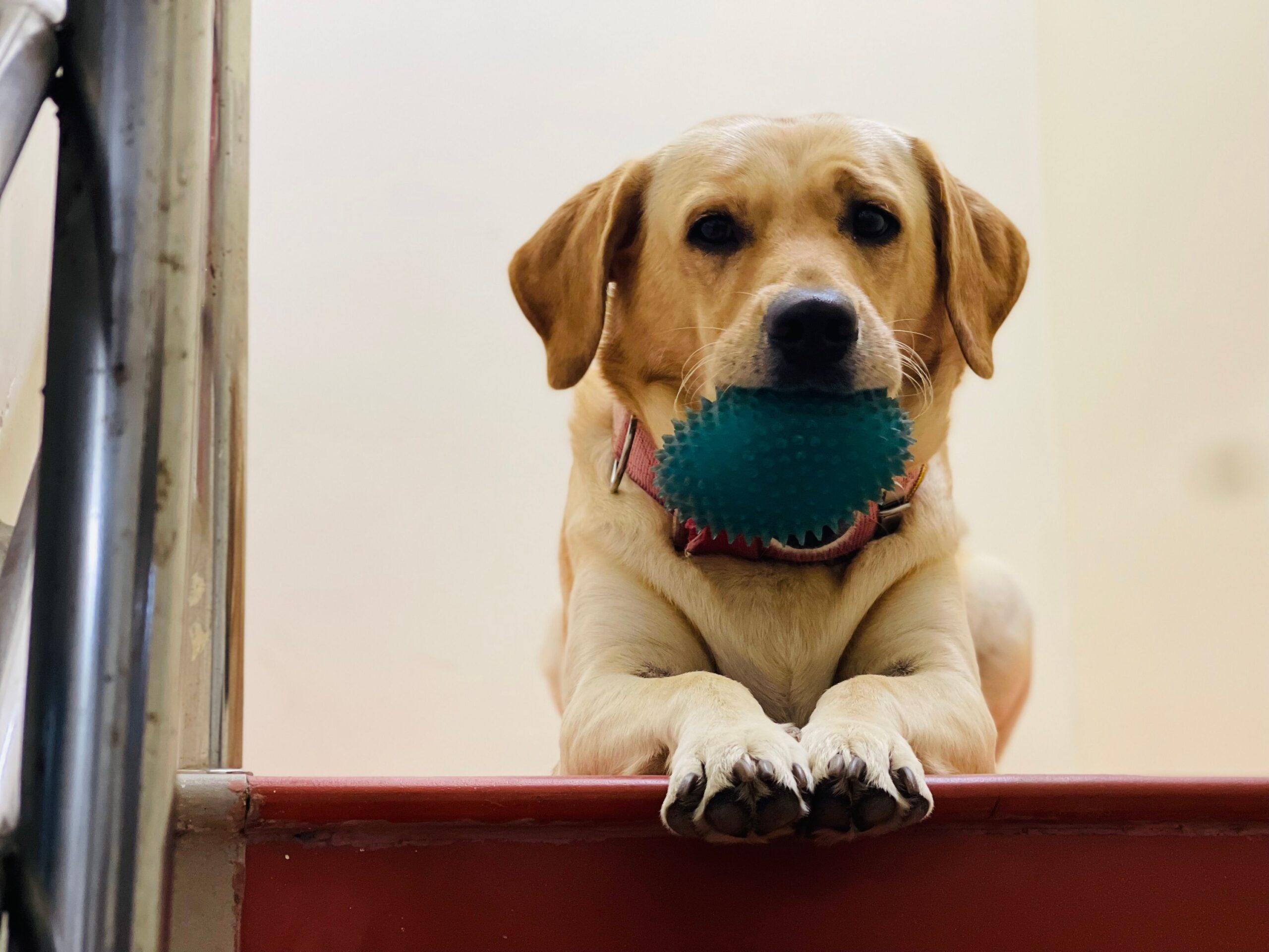 13 Habits Every Labrador Owner Recognises and Nobody Else Believes