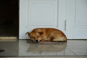14 Habits a Rescue Dog Keeps Long After It Is Finally Safe