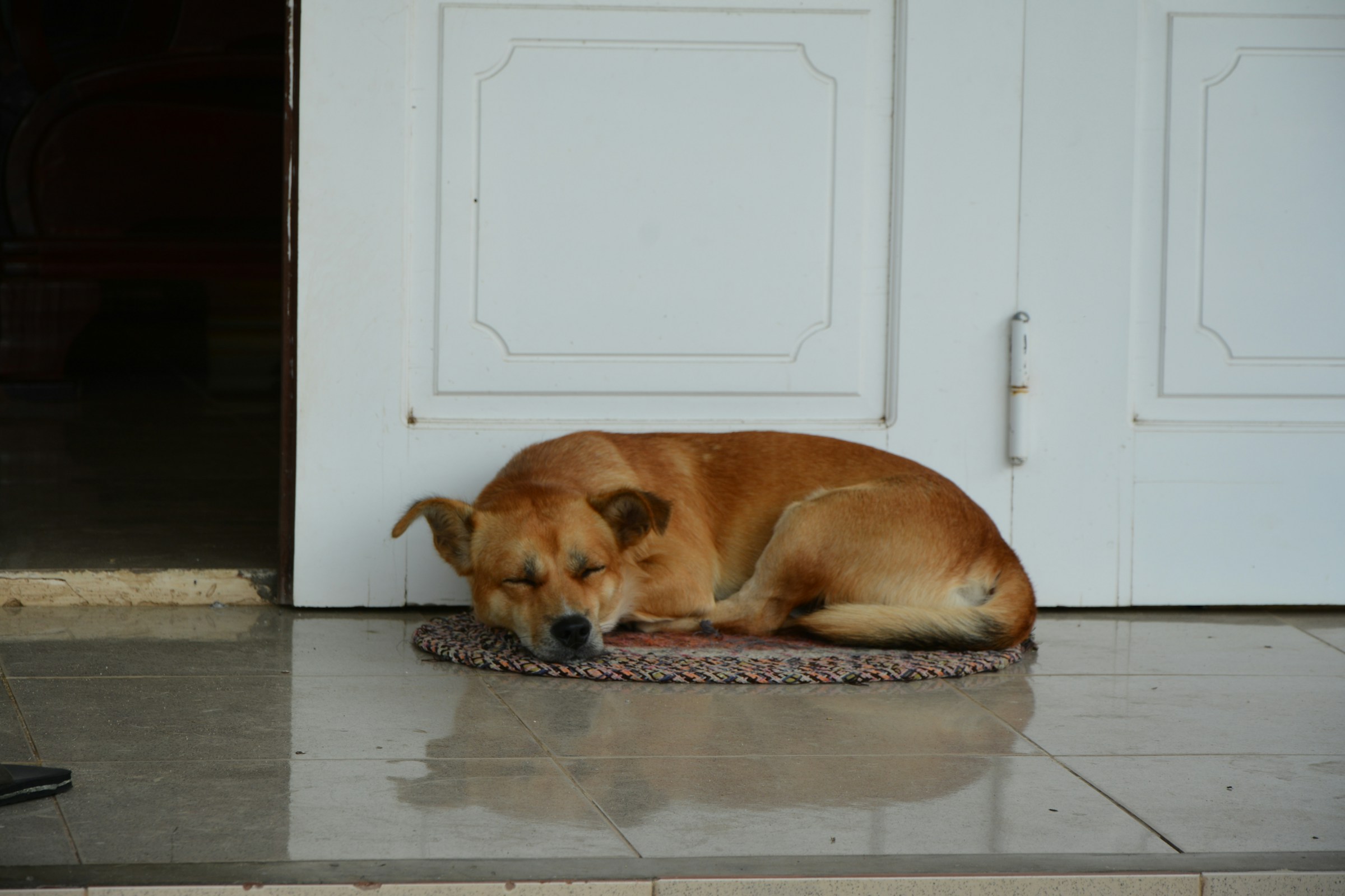 14 Habits a Rescue Dog Keeps Long After It Is Finally Safe