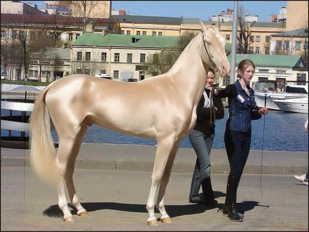 8 Worst Horse Breeds for Beginners