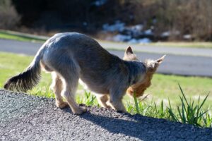 Why Your Dog Eats Grass: It’s Not a Stomach Upset But a Message About Their Diet That Owners Often Misread