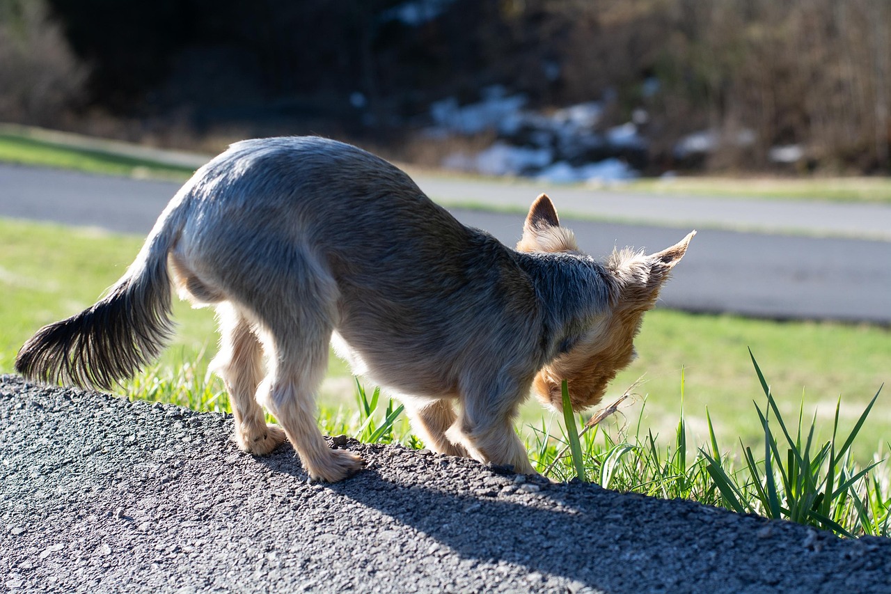 Why Your Dog Eats Grass: It’s Not a Stomach Upset But a Message About Their Diet That Owners Often Misread