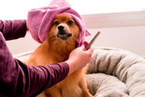 5 Quiet Things Your Dog Does Every Day That Signals They Trust You With Their Life