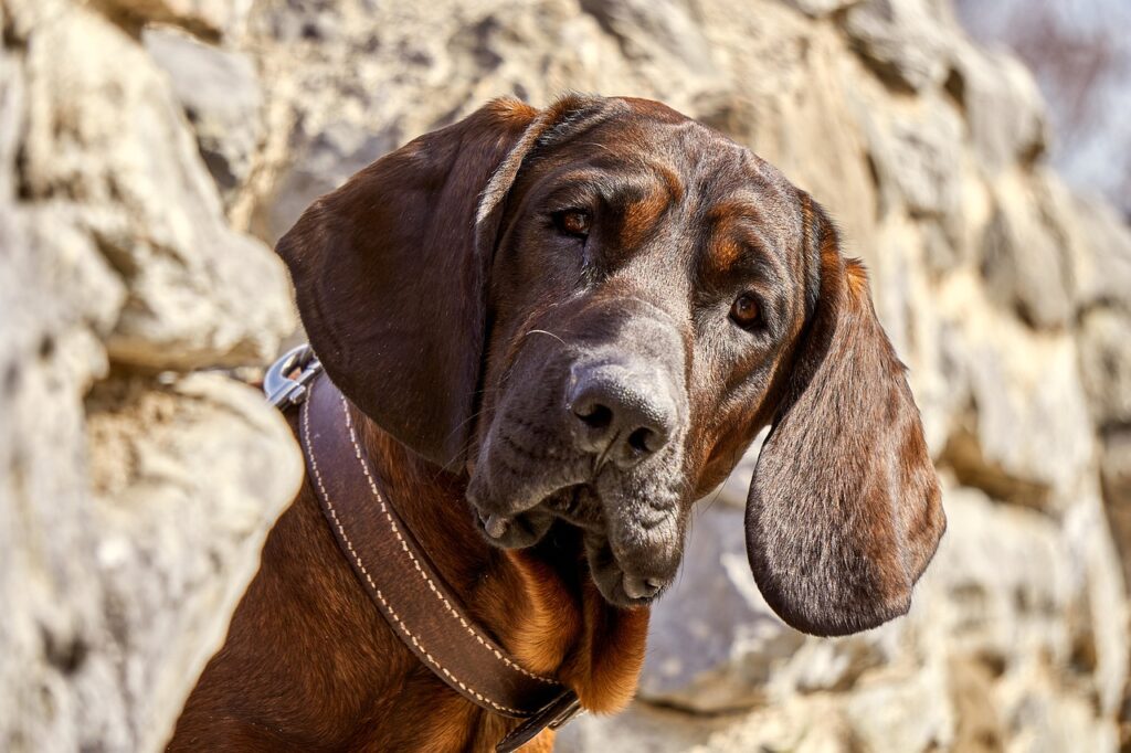What Your Dog Is Trying to Tell You When They Look At You One Last Time Before Crossing Over The Rainbow Bridge