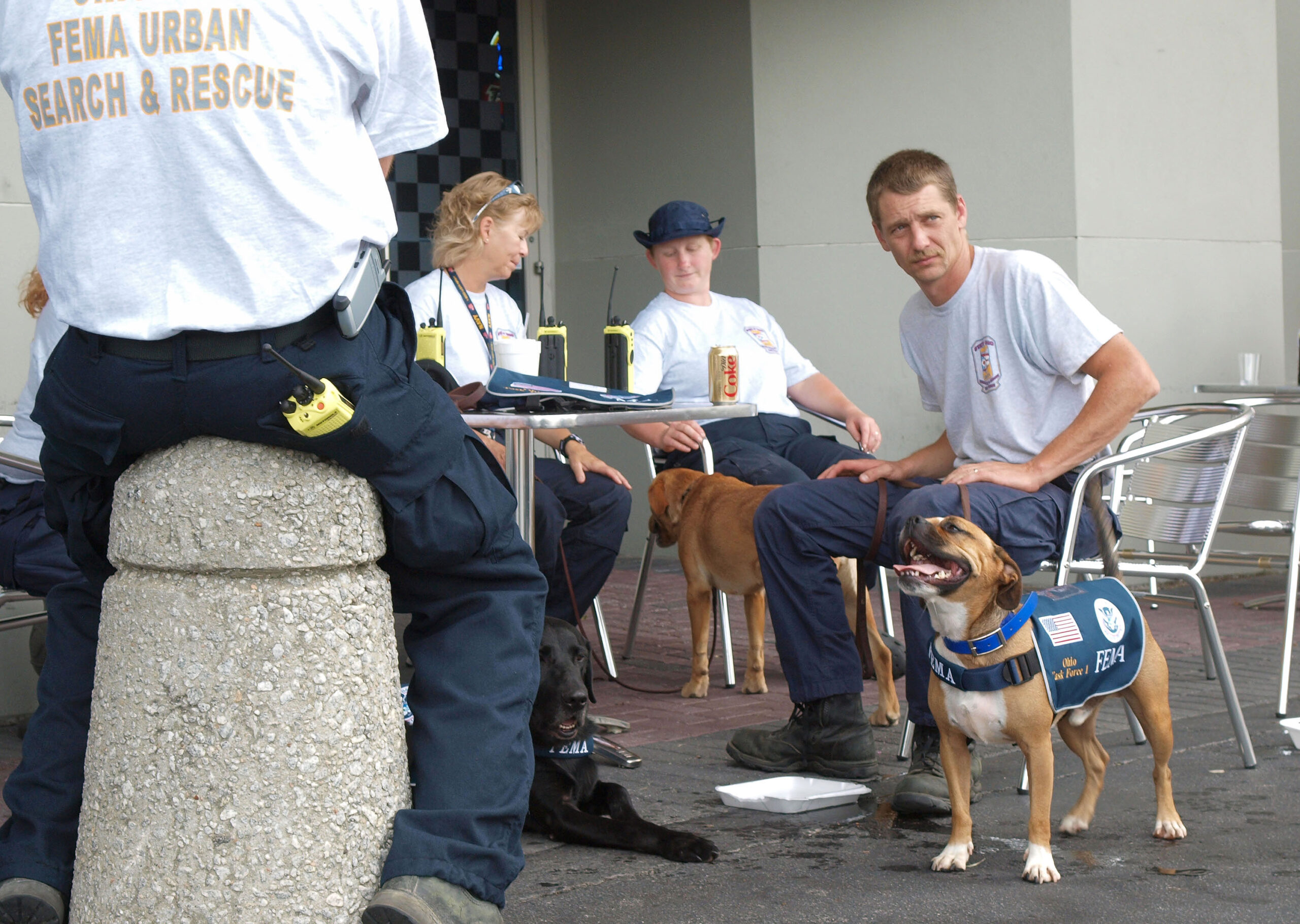 14 Small Surrenders a Rescue Dog Makes Once It Stops Guarding Itself