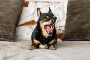 Research Supports That When Your Dog Yawns in Response to Your Raised Voice They Are Not Being Dismissive - They Are Performing a Documented Stress-Reduction Signal Intended to De-Escalate the Interaction
