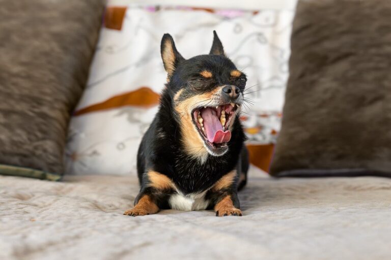 Research Supports That When Your Dog Yawns in Response to Your Raised Voice They Are Not Being Dismissive - They Are Performing a Documented Stress-Reduction Signal Intended to De-Escalate the Interaction