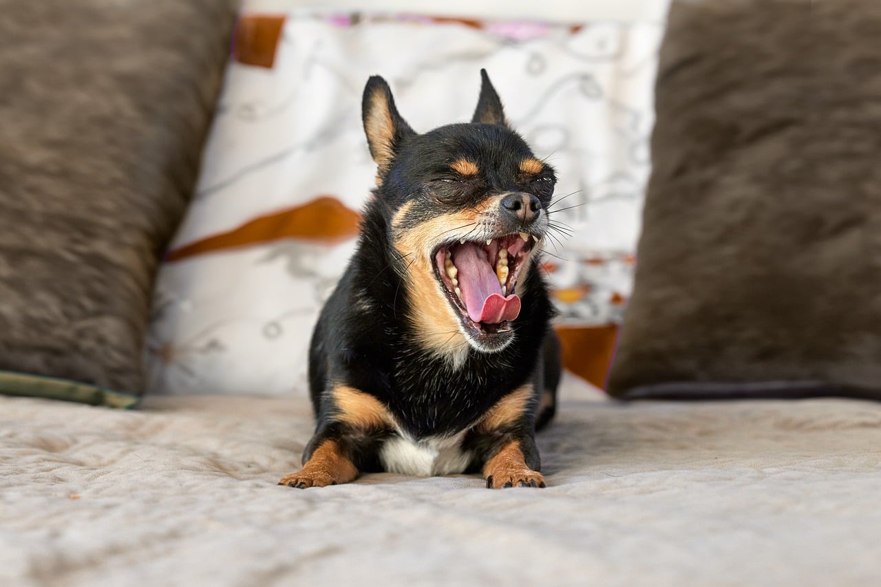 Research Supports That When Your Dog Yawns in Response to Your Raised Voice They Are Not Being Dismissive - They Are Performing a Documented Stress-Reduction Signal Intended to De-Escalate the Interaction