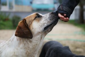 13 Ways a Rescue Dog Tests Whether You Are Going to Stay