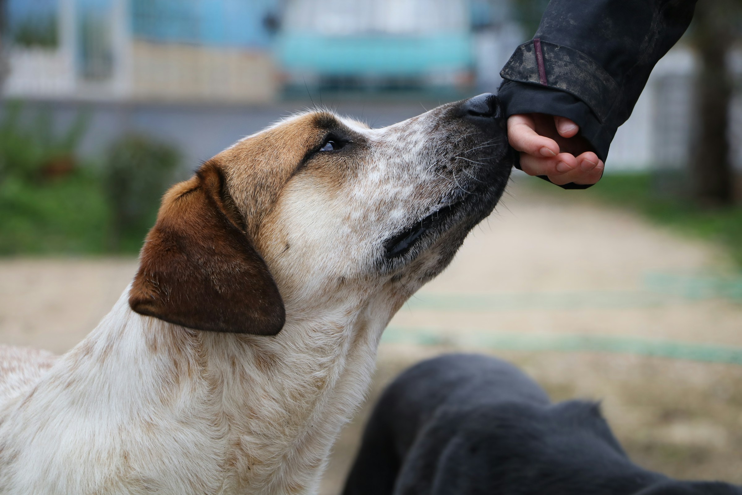 13 Ways a Rescue Dog Tests Whether You Are Going to Stay