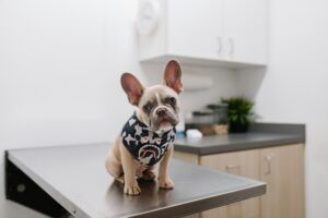 12 Things Vet Techs Quietly Notice About a Dog Before the Vet Even Walks In